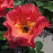 Rosa Summer Wine - Roses - Windyridge Garden Centre