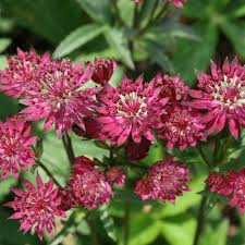 Astrantia maj. Ruby Wedding  2 Ltr pot