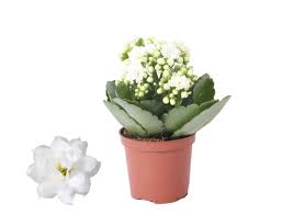 Kalanchoe Don Cedra(White) Glitter - Indoor Plants - Windyridge Garden Centre
