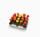 Chin Cactus (Gymnocalycium Mix)