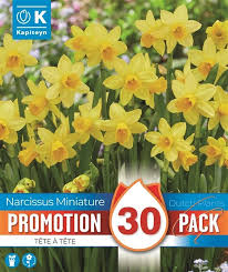PROMO NARCISSUS TETE A TETE X 30