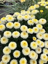 Leucanthemum Luna