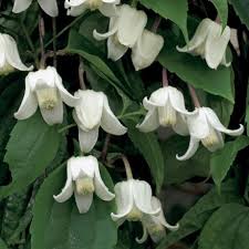 CLEMATIS A. WINTER BEAUTY 100cm 5ltr