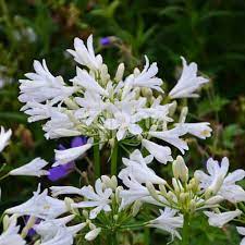 AGAPANTHUS x Pitchoune White