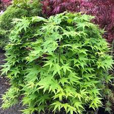 Acer Palm. Ryu Sen  (Pendula) Vaso Eco Clt 15  Tronco 90 Cm    1/2 Std - Shrubs - Windyridge Garden Centre