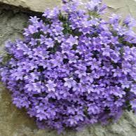 Campanula Muralis Blue Sky - Herbaceous - Windyridge Garden Centre