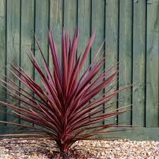 Cordyline Aus. Red Star - Herbaceous - Windyridge Garden Centre