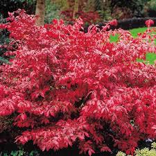 Euonymus Alatus - Shrubs - Windyridge Garden Centre