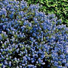 Ceanothus Victoria - Shrubs - Windyridge Garden Centre