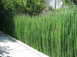 Equisetum hyemale heavy xxl