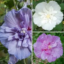 Hibiscus syr. Chiffon mix  3 Ltr pot