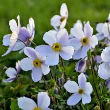 Anemone Wild Swan