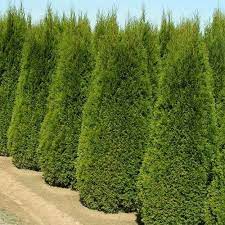 THUJA OCCIDENTALIS SMARAGD 150cm