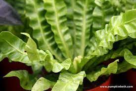 Birds Nest Fern Asplenium Nidus Crispy Wave (12cm Pot)