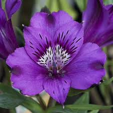 Alstroemeria Inticancha Indigo