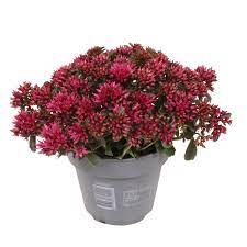 Sedum spurium Spot on Deep Rose  P12