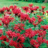 Monarda Didyma Cambridge Scarlet - Herbaceous - Windyridge Garden Centre