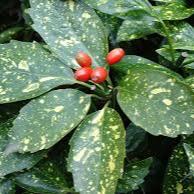 Aucuba Jap. Crotonifolia - Shrubs - Windyridge Garden Centre