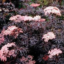 Sambucus Black Lace - Shrubs - Windyridge Garden Centre