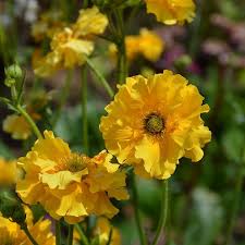 GEUM chiloense Sunrise