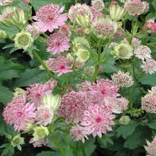 ASTRANTIA maj. Buckland 2L