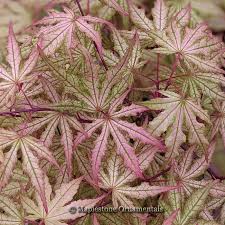 Acer Aka-shigitatsu-sawa C15