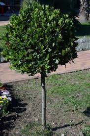 Bay Standard 3/4 Stem Crown on 40/45cm Dia. Pot 25cm