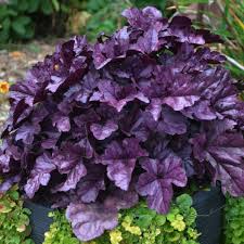 Heuchera Wild Berry - Herbaceous - Windyridge Garden Centre