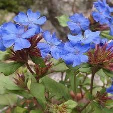 Ceratostigma Griffithii  5 Ltr Pot - Shrubs - Windyridge Garden Centre
