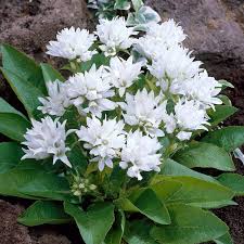 Campanula glom. alba