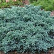 Juniperus squa. Blue Star