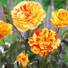 Rosa Oranges & Lemons