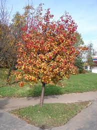 Sorbus Autumn Spire