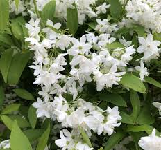 Deutzia Yuki Snowflake - Shrubs - Windyridge Garden Centre