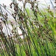 Hard Rush (Juncus Inflexus)