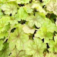 Heuchera Splashberry