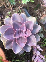 Pearl of Neurenberg Echeveria Perle von Nürnberg (10.5cm Pot)