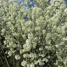 AMELANCHIER C. GLENFORM FASTIGIATA