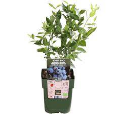 Vaccinium cor. Brigitta Blue