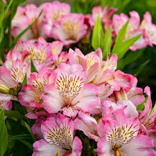 Alstroemeria Sp. Summer Break - Herbaceous - Windyridge Garden Centre