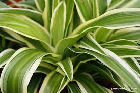 Spider Plant Chlorophytum com. Ocean (10.5cm Pot)