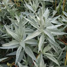 Artemisia Lud. Valerie Finnis - Herbaceous - Windyridge Garden Centre