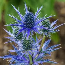 Sea Holly Etyngium Big Blue (2Ltr Pot) - Herbaceous - Windyridge Garden Centre
