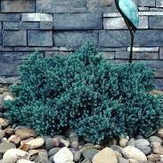 Juniperus Squa. Blue Star - Shrubs - Windyridge Garden Centre