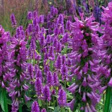 Stachys Officinalis Ukkie - Herbaceous - Windyridge Garden Centre