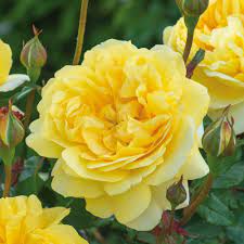 Rosa The Poets Wife