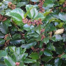 Ilex Meserveae Blue Prince  2L, Square Pot - Shrubs - Windyridge Garden Centre