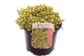 Sedum acre Yellow Queen  P13