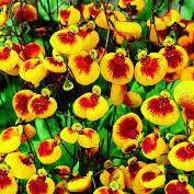 Calceolaria Sunset Yellow