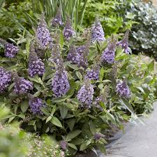 Buddleia Candy Little Sweetheart - Shrubs - Windyridge Garden Centre